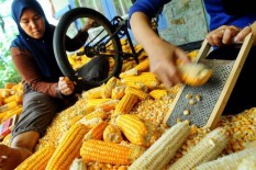 Pemerintah Diduga Tak Miliki Stok Jagung untuk Pakan