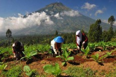 Penerapan Subsidi Petani Tembakau Terkendala Aturan di Daerah