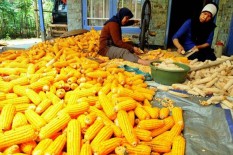 Stok Jagung Menipis, Produsen Pakan Ternak Mulai Khawatir