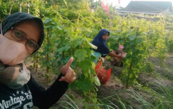 Warga Kampung Mendungan Jogja Ubah Lahan Tak Terawat Menjadi Pertanian Produktif