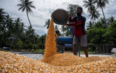 Sejumlah Daerah Masuk Puncak Panen Jagung, Stok Cukup untuk Kebutuhan 3 Bulan