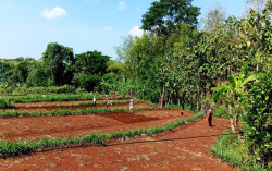 Hujan Tiba, Petani Gunungkidul Mulai Persiapkan Lahan untuk Masa Tanam Pertama