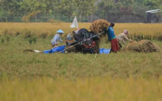 Pupuk Subsidi Langka Jelang Musim Tanam, Ini Penyebabnya