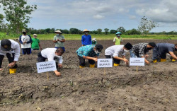 Sendangsari Bantul Berupaya Kembalikan Era Kejayaan Bawang Merah di Tahun 80-an