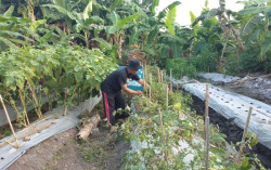 Lahan Bekas Pembuangan Sampah di Jogja Dijadikan Kebun Bersama