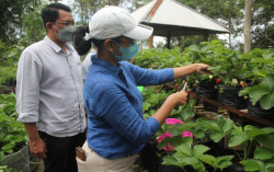 Strawberry Lereng Merapi Berpotensi Masuk Pasar Modern