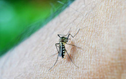 Pulang dari PON Papua, Atlet Bantul Terkena Malaria