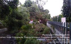 Kota Jogja Dilanda Angin Kencang dan Hujan Deras, 3 Pohon Tumbang, 1 Talut Longsor