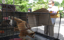 Berawal dari Facebook, Polresta Jogja Gagalkan Jual Beli Satwa Dilindungi 