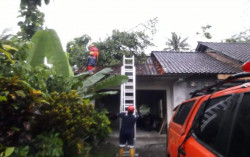 Diterjang Hujan Angin, Pohon Bertumbangan di Pakem dan Ngemplak