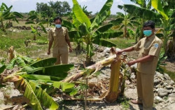 Puluhan Pohon Pisang Siap Panen Dirusak, Pelaku Tiru Video Viral