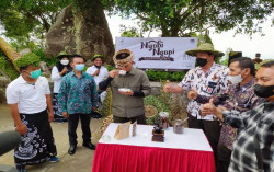 Budi Daya Kopi di Gunung Gambar Kembali Dihidupkan