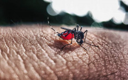 Musim Hujan, Warga Kulonprogo Harus Waspadai DBD & Leptospirosis