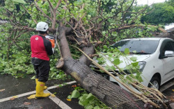 Angin Kecang Melanda Jogja, 4 Mobil Tertimpa Pohon Tumbang