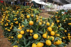 Selain Wortel, Ini 5 Makanan Bisa Bikin Mata Sehat