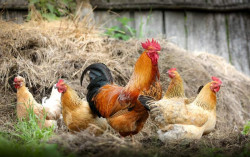 Musik Kondangan Terlalu Keras, Puluhan Ayam Mati Mendadak