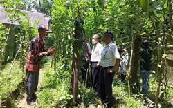 Produksi Emas Hijau Pegunungan Menoreh Terus Digenjot