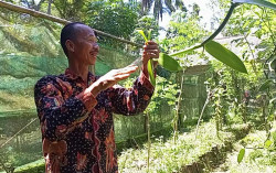 Dinas Pertanian Genjot Komoditas Vanili di Perbukitan Menoreh