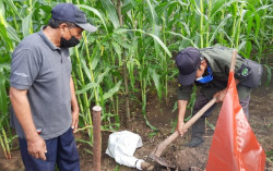 Petani Gunungkidul Masih Dijajah Hama Tikus