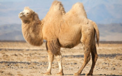 Hanya di Abu Dhabi, Ada Kontes Kecantikan Unta 