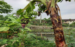 Unik, di Seyegan Ada Pohon Pisang Berbuah 3 Cabang