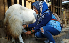 Ahli: Susu Kambing Bikin Berat Badan Anak Tumbuh Normal