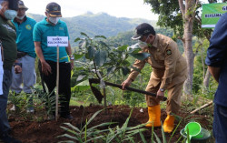 Kulonprogo Gencarkan Penanaman Buah-buahan