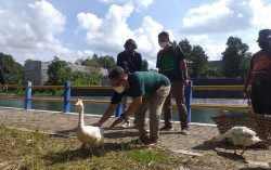 Rektor Lepas Angsa di Pinggir Danau UII, Ini Tujuannya..