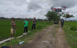 Hebat, Petani di Bolopleret Juwiring Semprot Hama Pakai Drone