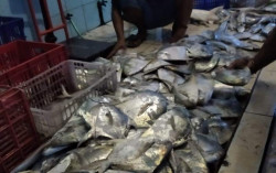 Nelayan Bantul Panen Bawal Putih, Harganya Tinggi Jelang Imlek