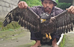 Diduga Kedinginan, Elang Hitam Terkapar di Lereng Merapi