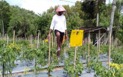 Lalat Buah Mulai Serang Cabai Off Season di Bantul