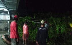 Banyak Pohon Tumbang di Bantul akibat Hujan Deras, Ini Saran BPBD