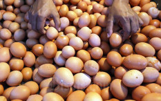 Setelah Minyak Goreng, Harga Gula Juga Naik, Ini Penyebabnya