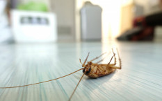 Tips Cegah Serangga Masuk Rumah 