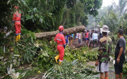 Hujan Disertai Angin Kencang, Pohon Bertumbangan di Sleman Timpa Rumah & Kabel Listrik