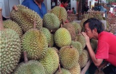 Musim Panen Tiba! Saatnya Berburu Durian Khas Jogja, Ini Cirinya