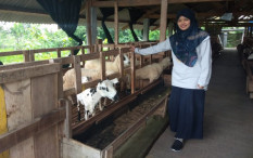 Di Tangan Perempuan Ini, Peternakan Tak Lagi Bau