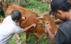 Ternak dan Pakan dari Gunungkidul Ditolak Daerah Lain karena Antraks