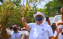 Budi Daya Padi Gogo Perlu Sentuhan Teknologi untuk Maksimalkan Lahan Kering