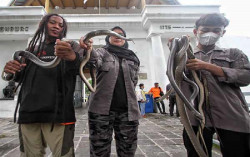 Ular Berbisa Ditemukan di Sekitar Lokasi Isoter Pasien Covid-19 di Solo