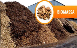 Pohon Lamtoro Bisa Diolah Jadi Sumber Energi Baru Terbarukan
