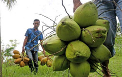 Minyak Goreng Langka, Ini Cara Mudah Membuat Minyak Kelapa
