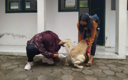Sudah Disuntik Vaksin, Bagong Kini Bebas dari Ancaman Rabies