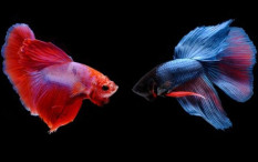 Begini Cara Merawat Ikan Cupang 