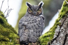 Jangan Pelihara Burung Hantu! Ini Alasannya