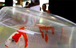 Tak Hanya Bawa Keberuntungan, Ini Manfaat & Tips Pelihara Ikan Koi