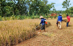 Gunungkidul Diperkirakan Panen 250.316 Ton Gabah Kering Giling pada Masa Tanam Pertama