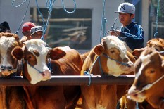 Harga Sapi Diperkirakan Terus Tinggi, Ini Penyebabnya