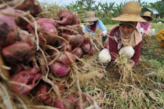 Produksi Bawang Merah Anjlok 50 Persen, Petani Geram dengan Pemerintah